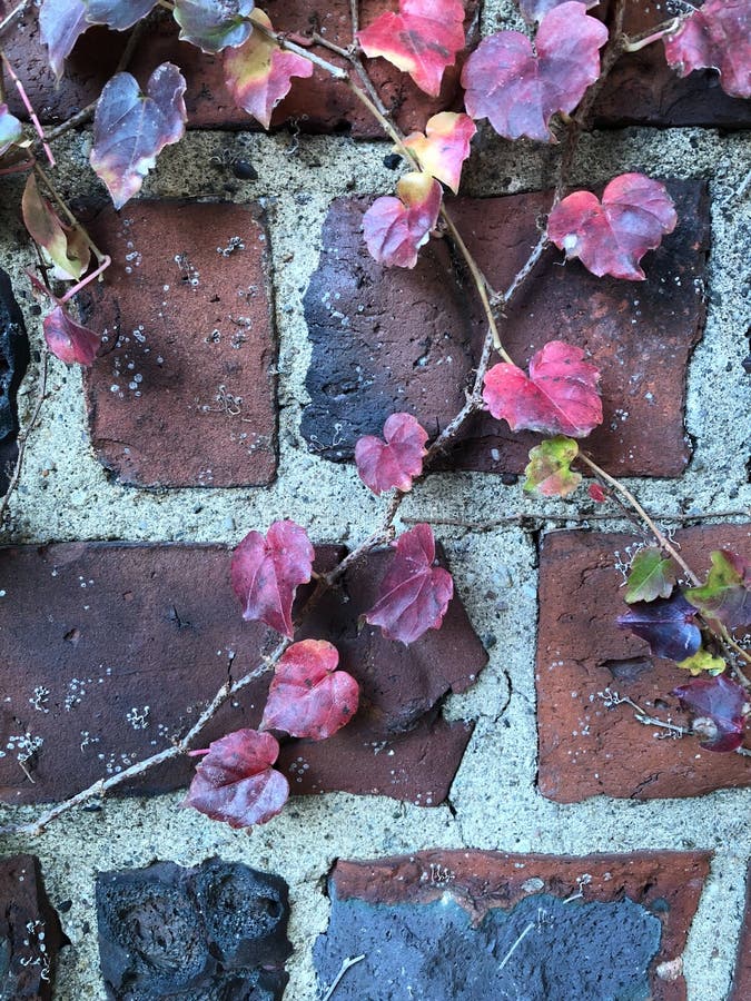 Pretty Autumn Leaves on Brick Wall Fall Season Background Floral Design