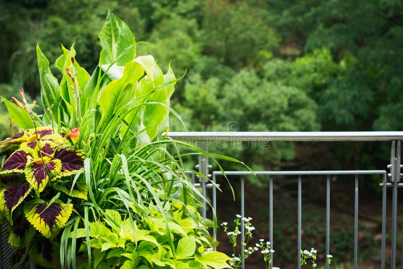 Pretty balcony planter pot with ornamental leaves plants