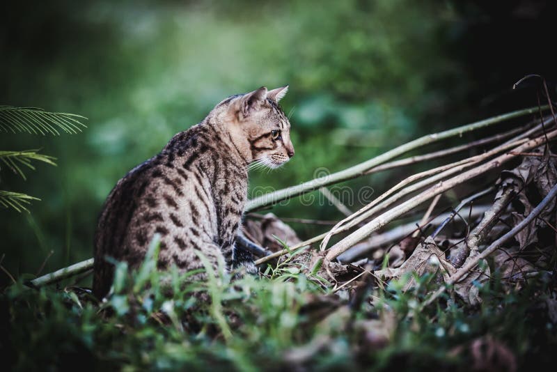 Bengal cat go hunting in forest. Animal life on nature background. Dark tone. stock photo Bengal cat go hunting in forest. Animal life on nature background. Dark tone. stock photo