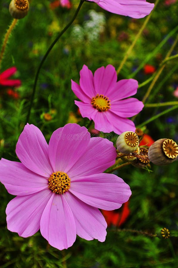 Bees and Pink Cosmos Birthday | Greeting Card Bees and Pink Cosmos Birthday | Greeting Card