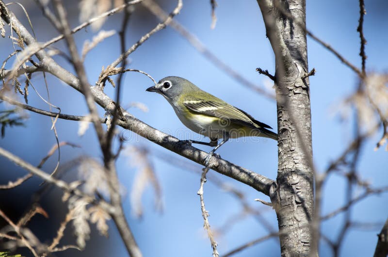 Pretty Blue Headed Vireo song bird perched on a branch with blue sky background