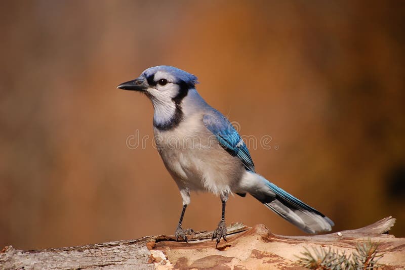 Pretty blue jay