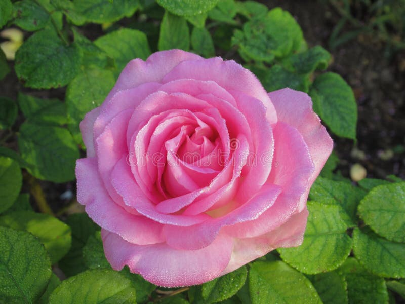 Pretty Bright Closeup Dewdrops Pink Rose Flowers Blooming in October ...