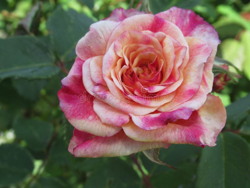 Pretty & Bright Colorful Rose Flowers Blossom in Vancouver Spring 2019 ...