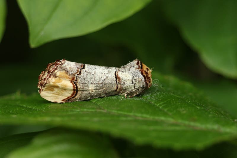 A pretty Buff-tip Moth, Phalera bucephala, resting on a leaf at the edge of a wooded area.