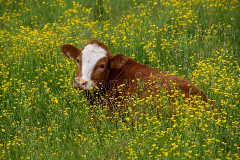 Pretty Cows in a Field of Yellow Flowers Stock Photo Image of field, brown 220919792