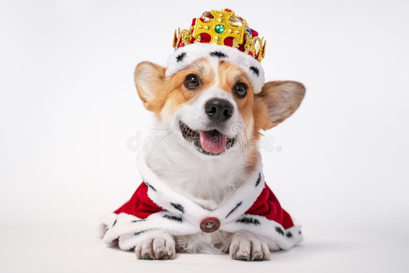 Pretty cute corgi dog wearing  royal costume crown  on white background.  copy space stock images
