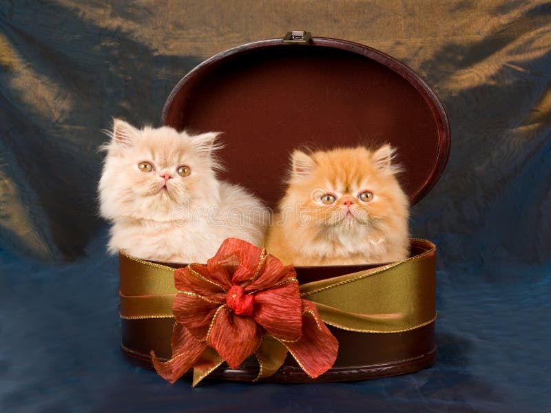 Pretty cute Persian kittens in gift box