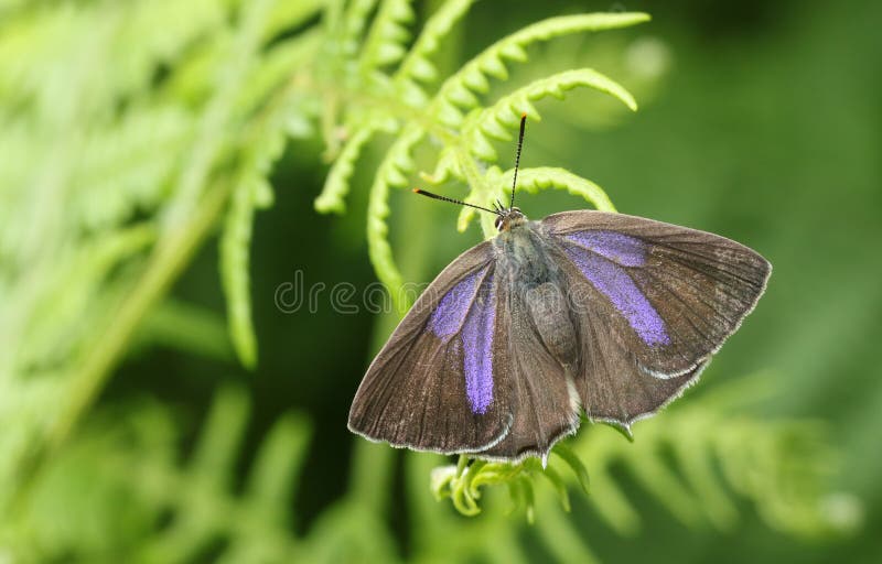 A pretty female Purple Hairstreak Butterfly Favonius quercus perched on bracken.
