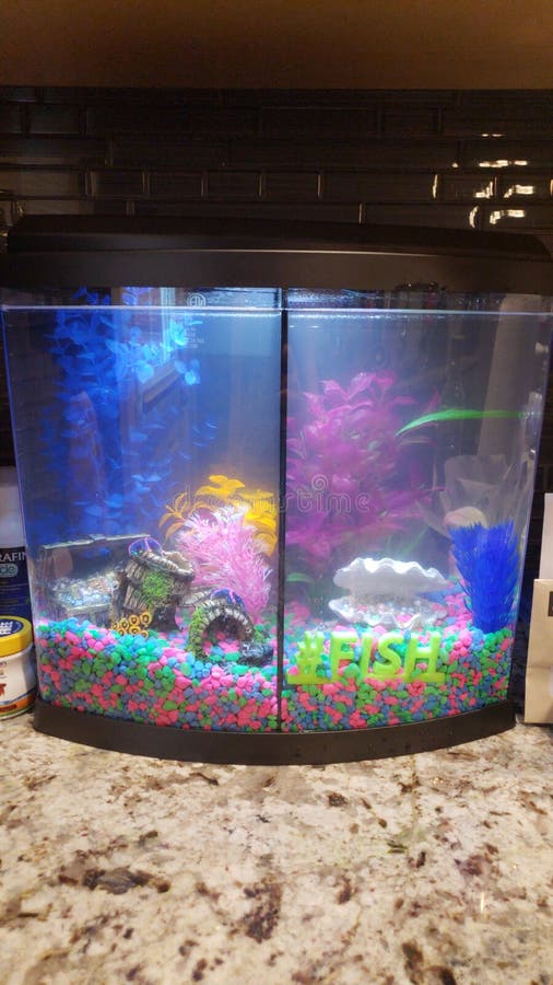 zebra print dog collar