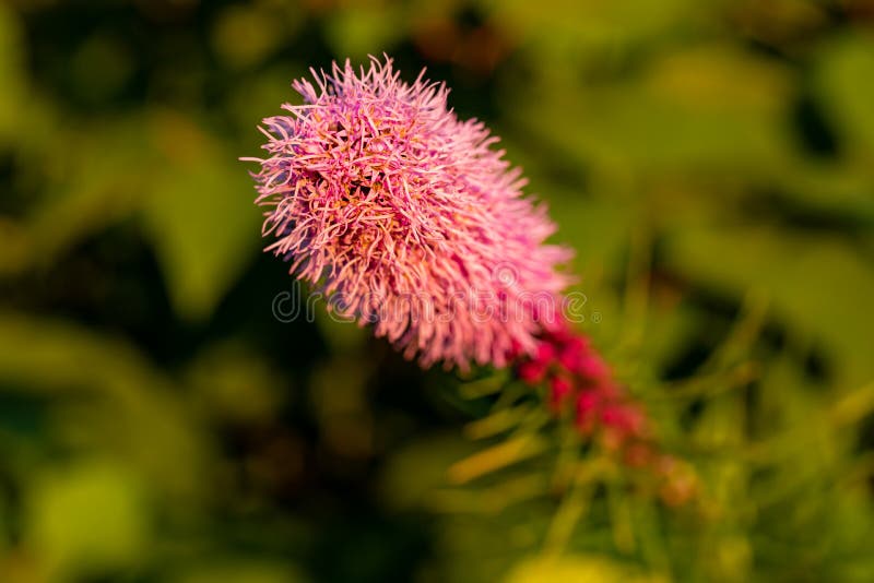 Pretty Flowering Purple Liatris in a Garden. Blooming Purple Liatris ...