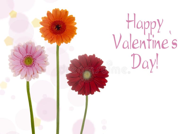 Pretty flowers royalty free stock photo