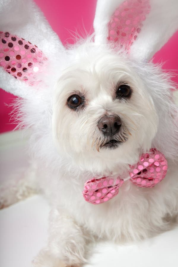 Pretty fluffy white dog in fancy bunny costume