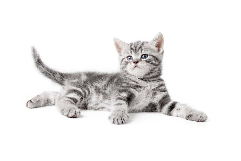 Centrum Senaat Pakistan Pretty Gray Whiskas British Kitten Lying Stock Photo - Image of studio,  gray: 32363274