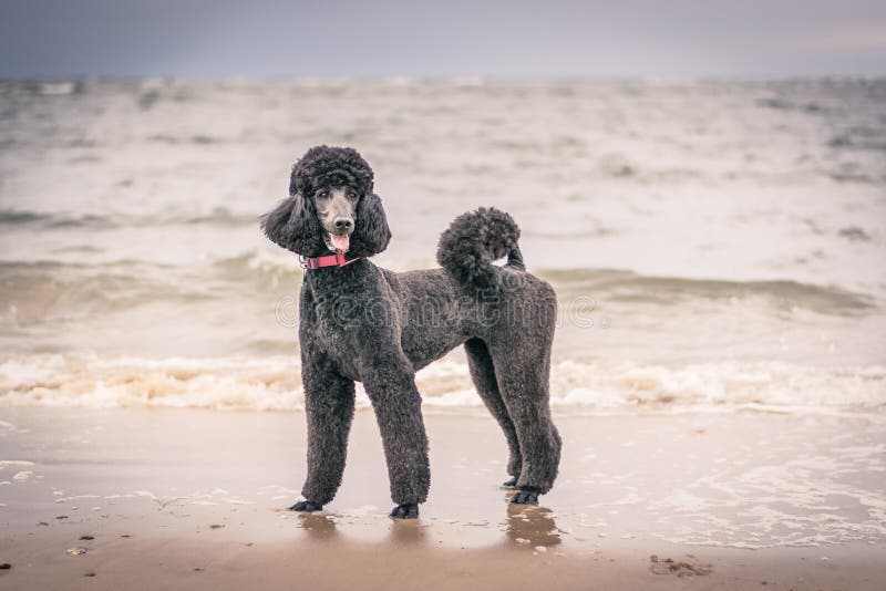 Pretty Groomed Grey Standard Poodle Dog Stock Photo Image of obedient