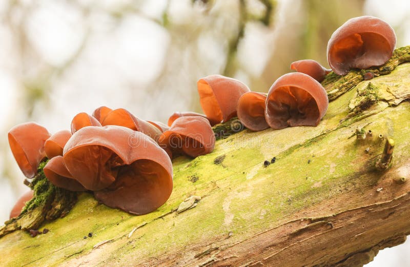 auricularia auricula judae cultivation auricularia auricula judae cultivation