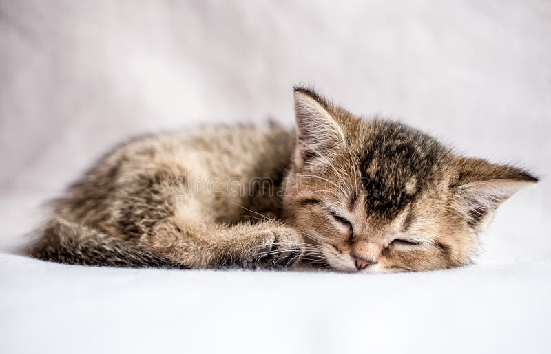 Pretty kitten British golden chinchilla ticked sweetly sleeps