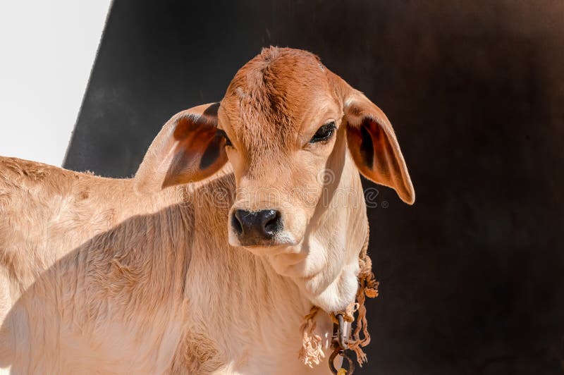 Pretty Little Baby Cow or Calf on Farmland..Pretty Little Baby Cow or Calf on Farmland, brown cow calf in Pakistan.