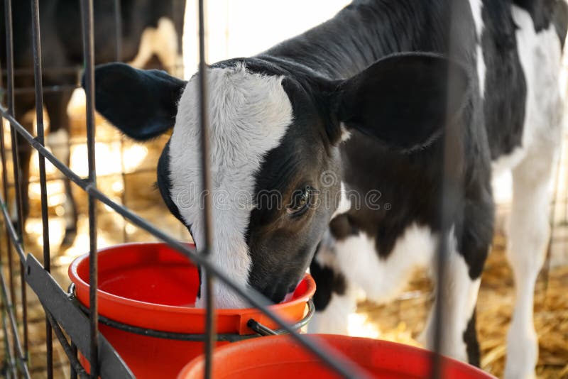 36,590 Animal Husbandry Stock Photos - Free & Royalty-Free Stock Photos from Dreamstime 36,590 Animal Husbandry Stock Photos - Free & Royalty-Free Stock Photos from Dreamstime
