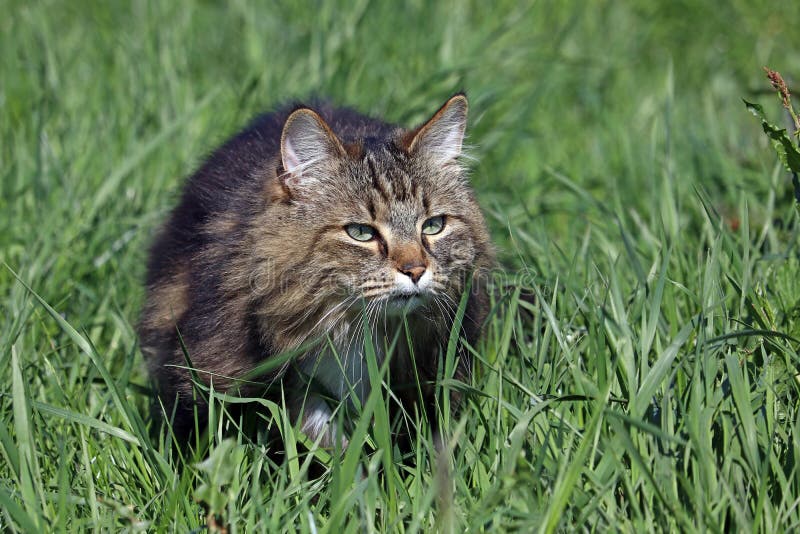 A Pretty Norwegian Forest Cat Hunting in the Field Stock Image Image of crouch, hide 150677081