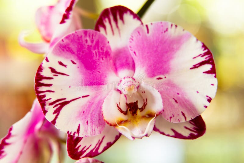 Pretty orchid flower stock image. Image of natural, bloom 84962105