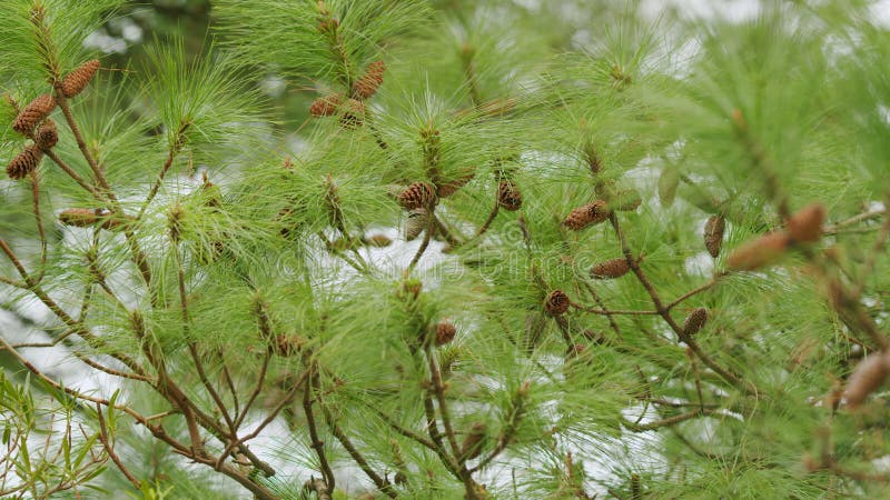 Con de pin destul de agățat de ramură. conuri de pin la sfârșitul ramurilor. focalizare în rack. stock footage
