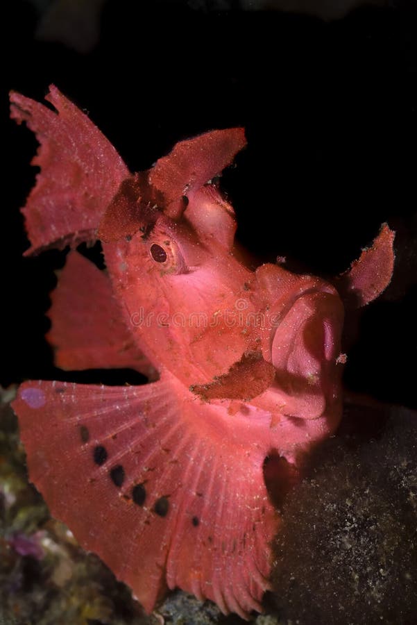 Pink scorpion fish underwater on coral reef royalty free stock image