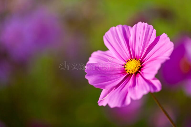 A pretty pink cosmos flower with shallow depth of field