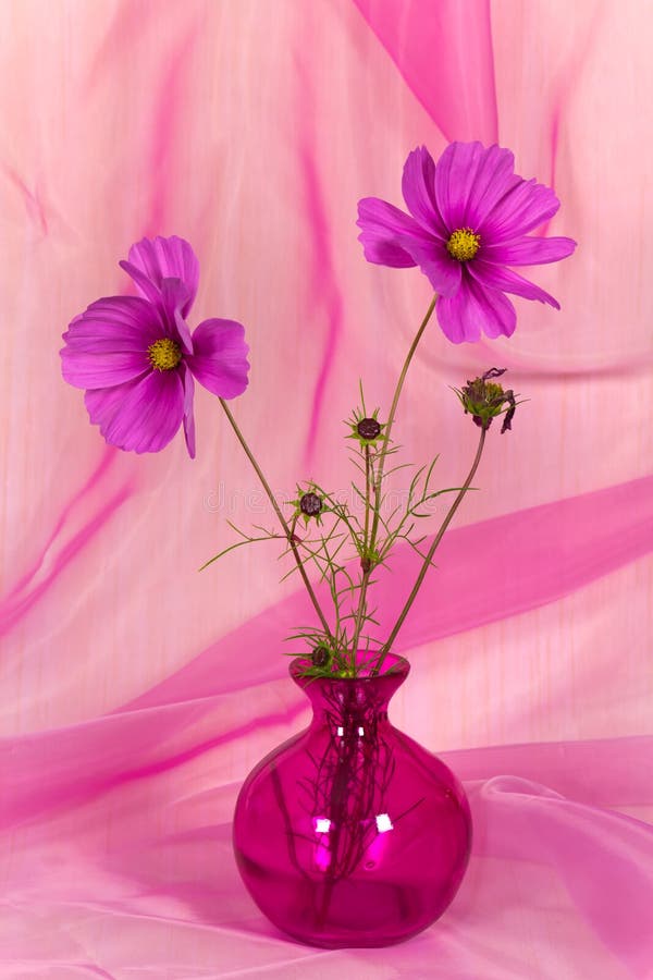A Pretty Pink Flower In Vase Stock Image Image of natural, purple