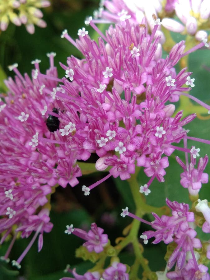 This Pretty Pink Flower is a Wild Root Flower. Stock Image Image of