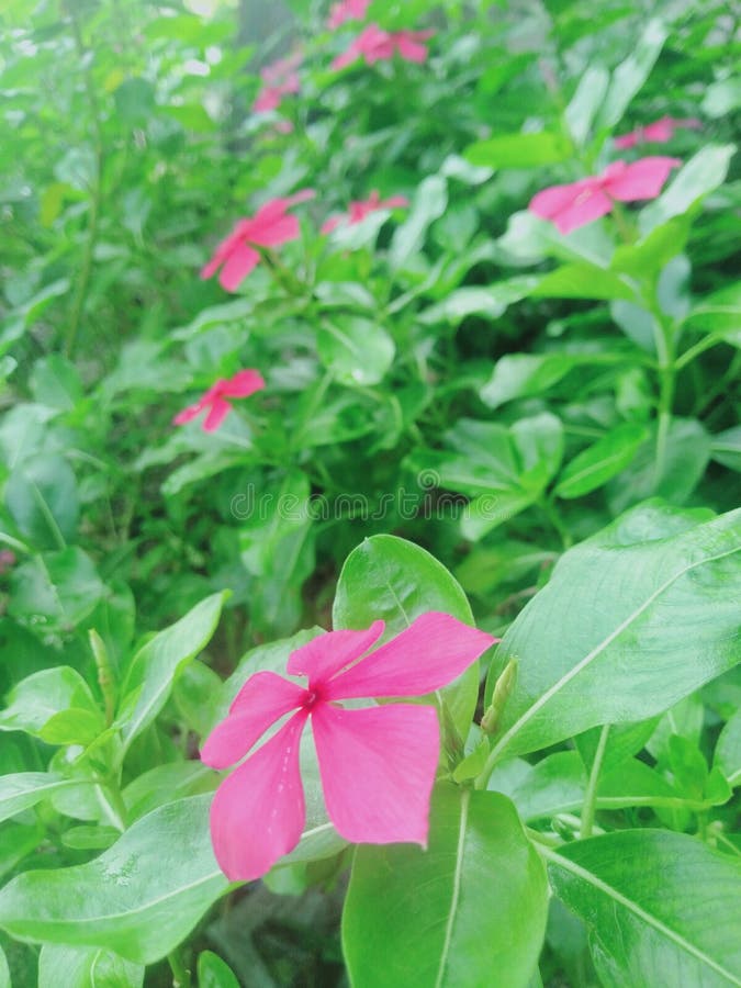 Pretty Pink Flowers Wild in the Yeard Stock Image Image of produce