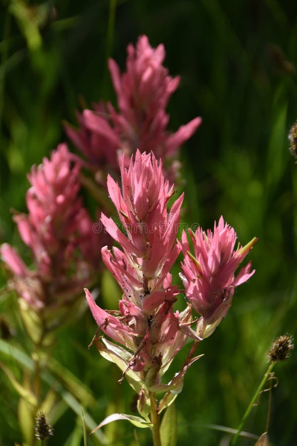 Pretty Pink Indian Paintbrush, aka Prairie-Fire stock image Pretty Pink Indian Paintbrush, aka Prairie-Fire stock image