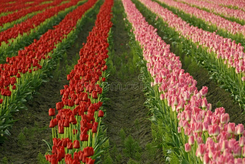 Pretty in Pink and Red