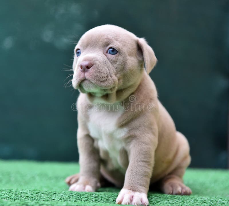 A puppy american bully dog stock image. Image of adorable - 179063305