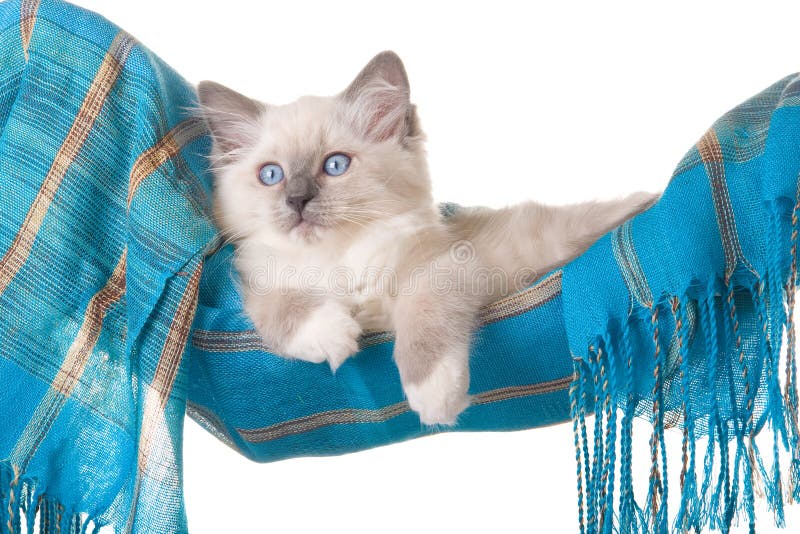 Pretty Ragdoll kitten in blue hammock