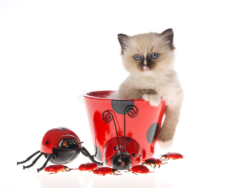 Cute Ragdoll kitten sitting inside red ladybug canister container, on white background. Cute Ragdoll kitten sitting inside red ladybug canister container, on white background