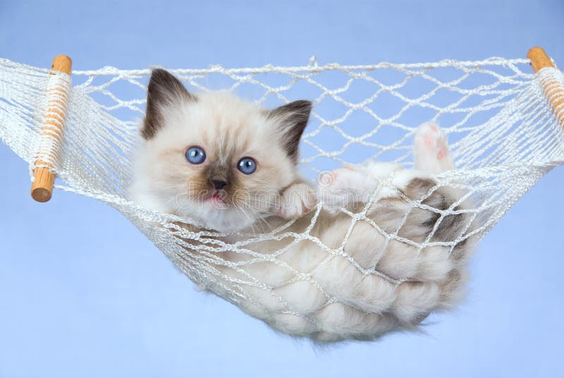 Pretty Ragdoll kitten in miniature hammock royalty free stock photography