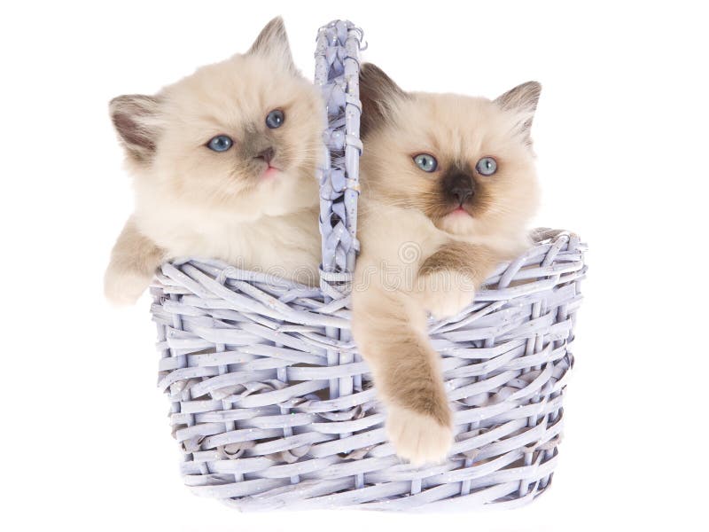 Pretty Ragdoll kittens in lilac basket royalty free stock image