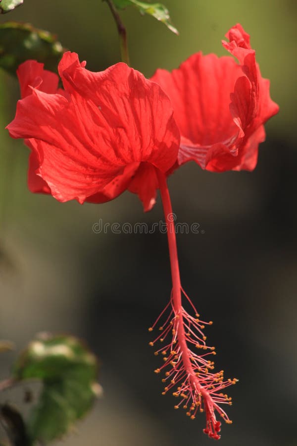 Pretty Red Hawaiian Hibiscus Flower Close Up Picture Stock Image ...