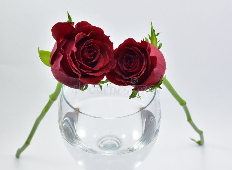 Pretty Red Roses, Symbol of Love and Wine Glass Stock Image Image of