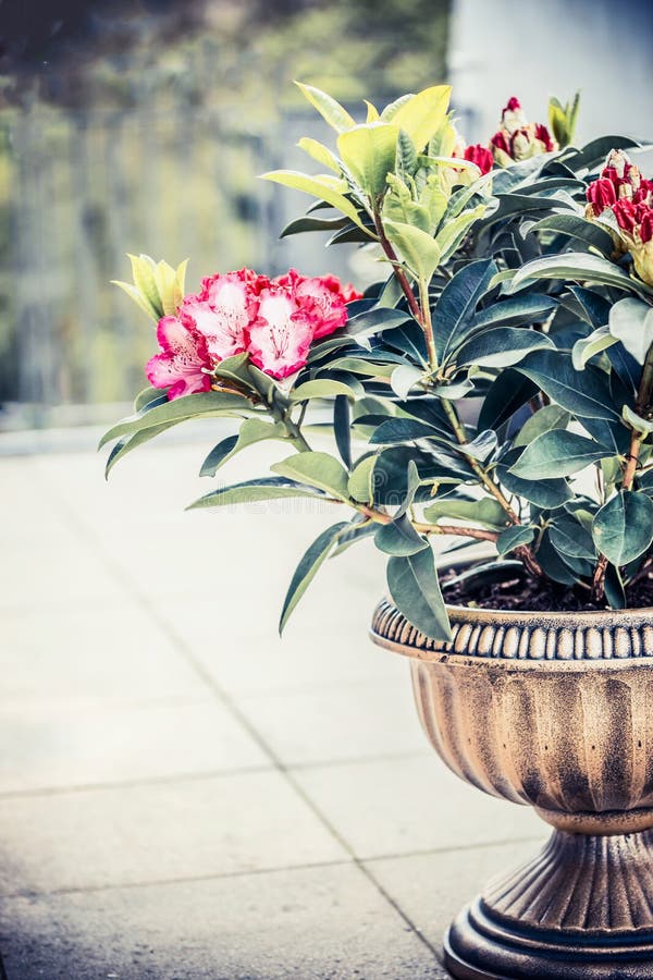 Pretty Rhododendron blooming in urn planter on terrace or balcony. Patio container gardening with Rhododendron