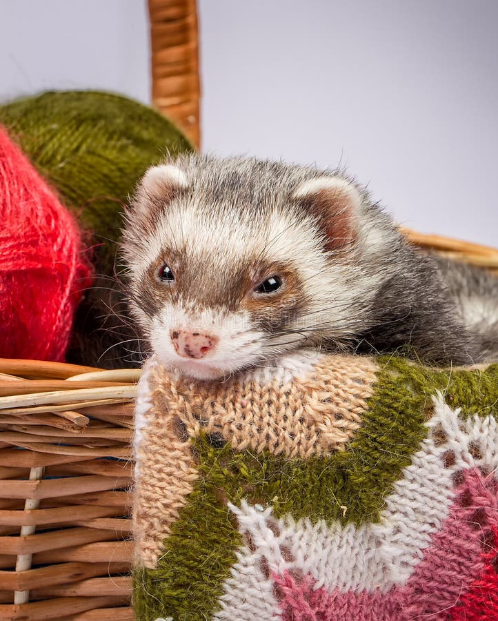 Ferret sitting in a basket stock image. Image of indoors - 99778297