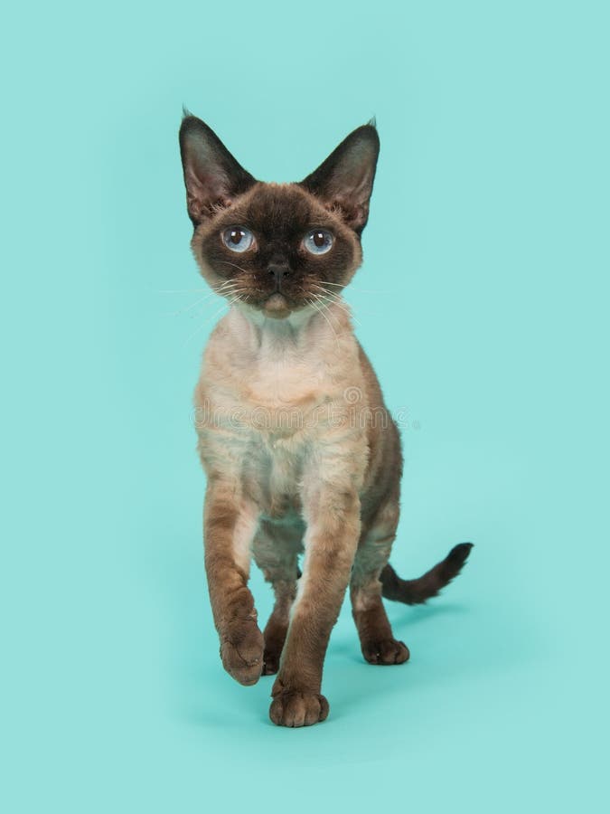 Pretty Seal Point Devon Rex Cat With Blue Eyes Walking To Pretty Seal Point Devon Rex Cat With Blue Eyes Walking To