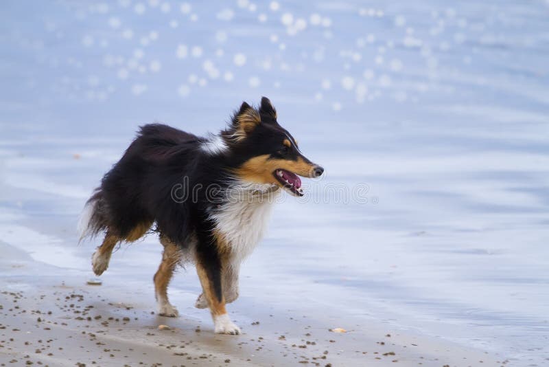 Pretty Sheltie