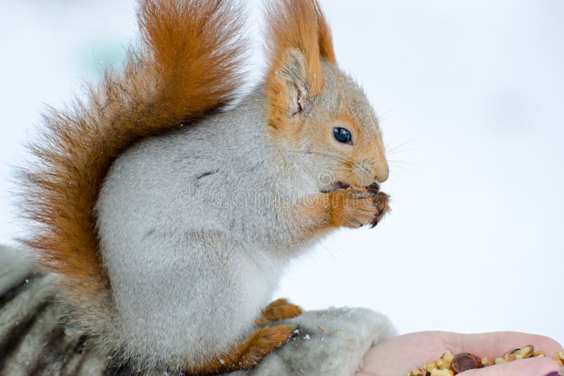Pretty squirrel eating nuts sitting at a woman hand stock photography Pretty squirrel eating nuts sitting at a woman hand stock photography
