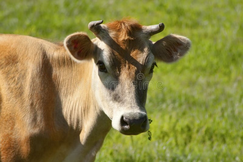 Pretty Staring Jersey Cow Chewing Grass Stock Photo - Image of wire