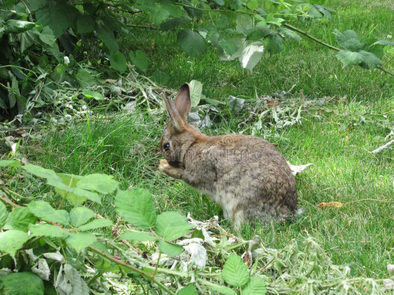 238 Bush Rabbit Bunny Photos - Free & Royalty-Free Stock Photos from  Dreamstime