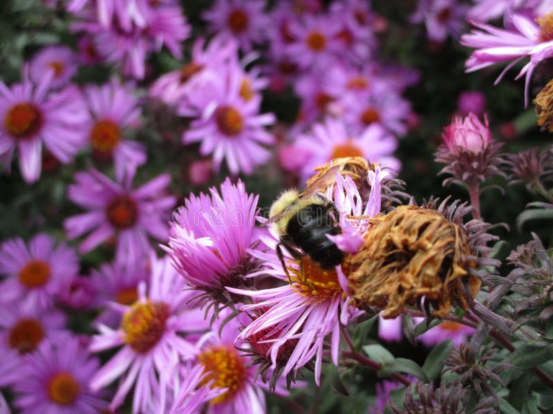 Purple Aster Flower and Bee at Queen Elizabeth Park Garden, Vancouver ...