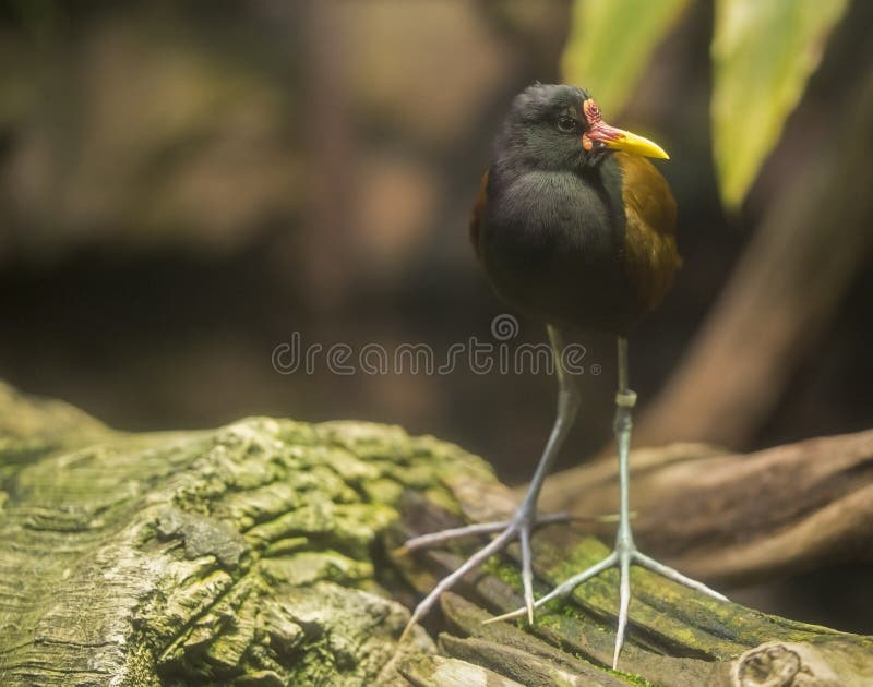 Wattled Jacana at Shedd Aquarium. A pretty Wattled Jacana perched on a log in the Amazon exhibit at the Shedd Aquarium in Chicago, Illinois royalty free stock photography Wattled Jacana at Shedd Aquarium. A pretty Wattled Jacana perched on a log in the Amazon exhibit at the Shedd Aquarium in Chicago, Illinois royalty free stock photography