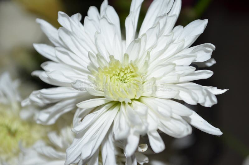 White Flower with Dark Background Stock Photo Image of backgraund